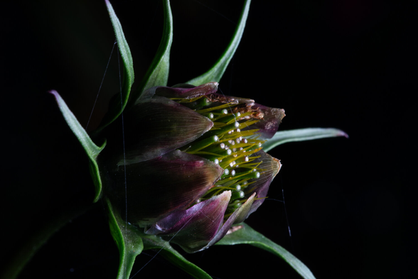 A photo of a flower against a black background. It’s amazingly complex. The are eight thin green leaves at the back. There are eight purple petals surrounding the center like a cupped hand. In the center are many many many little stalks sticking right to the edge of the petals. Almost looks like it is looking at the sun. Which is what it is doing.