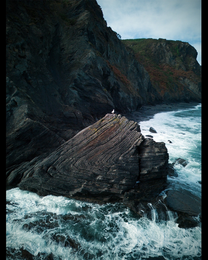 A seagull resting on a rock by the sea. A cliff in the background, obliquely  leaving the image. The rock is a fold made of shales and sandstones. 