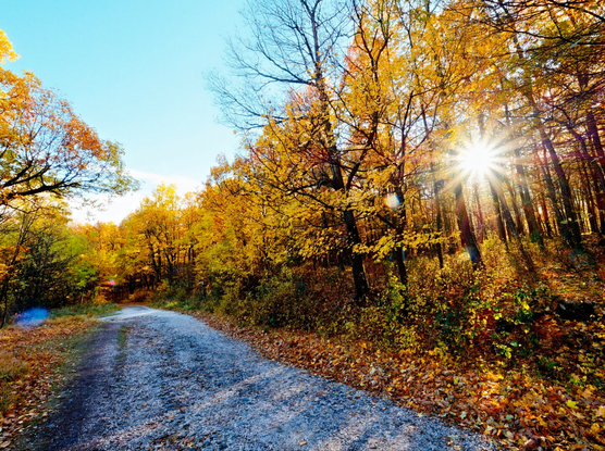 Forest way in the pilis with sunstar in october, hungary