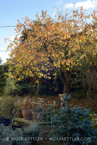 The photograph is a view from the patio towards the front of the garden.
In the foreground, a small, blue-ish fir tree. Behind it a white painted, rusty metal bench with several plant pots on it.