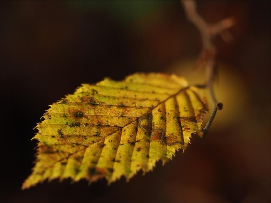 Vor dunklem Hintergrund ist ein gelbes Laubblatt mit vielen braunen bis schwarzen Flecken zu sehen. Rechts sieht man teilweise unscharf das Ästchen an dem das Blatt hängt.