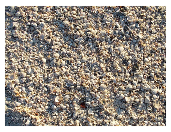 A close-up of a sandy shore covered in various small seashells. The shells are scattered, creating a textured, natural pattern in soft beige tones.