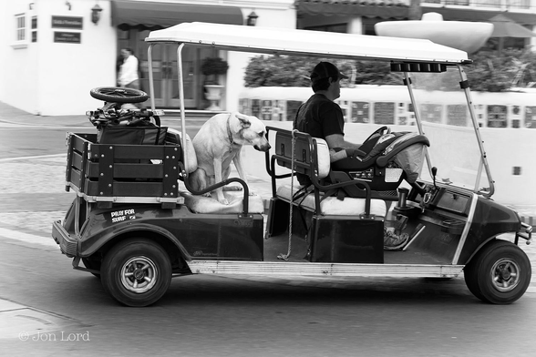 This is a black and white street photo of a passing golf cart with a rather unhappy Dog sitting on the rear passenger seat. Avalon, Santa Catalina (2016).
Dominating the photo is a large, covered, golf cart, driving along a quiet street driving from left to right. In the front is an adult male sitting and driving on the left side of the cart. On the right front seat is a baby's car seat, the baby is unseen. On the back right seat is our unhappy Dog, possibly a Golden Retriever, sitting with their head down and ears folded back - looking very unhappy: Maybe the front seat is normally theirs or they're just a nervous passenger ? In the rear on a luggage rack is the babies folded stroller. In the background are a few people walking along the street but blurred out of focus.