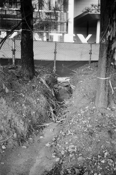 두 나무 사이로 계곡처럼 물길이 나있다. 빗물에 대량으로 쓸려나간 것처럼 뿌리가 드러난 것처럼 보인다. 뒤쪽으로 공사장에서 흔히 쓰이는 임시 펜스가 둘러져있고, 그 뒤로 킨텍스의 영문 간판이 얼핏 보인다.