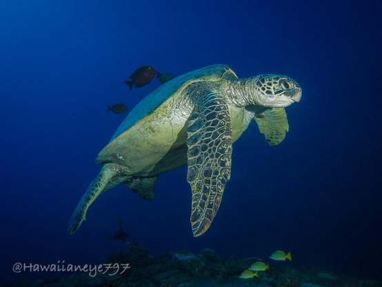 A sea turtle hovers over an ocean reef as small fish clean its carapace.  It has long flattened fins covered with a leathery mosaic of tough hide.