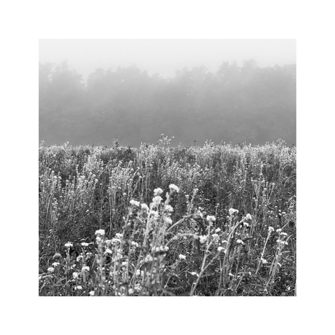 a square image of a black and white landscape. there are different layers of flowers as well as some trees of a near forest stacked behind each other. the greater the distance the more the mist obscures the view