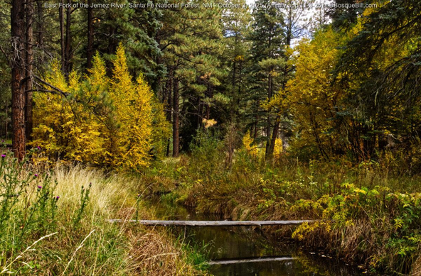 Conifer woodland scene with small, smooth stream cutting grassy banks from center to bottom right; a narrow light-colored log lays across the stream and its reflection is seen in the water. Purple blooming thistles at bottom left; some small trees beyond the stream are yellow in autumn color; trunks and needles of pine trees stand tall beyond. ©BosqueBill.com