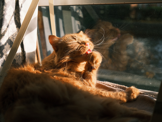 Orange cat on the window bed licking it's paw.