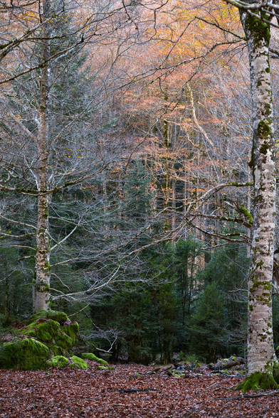 Fotografía de un paisaje otoñal. Dos árboles, uno al extremo derecho y otro al extremo izquierdo, este ultimo sobre una roca cubierta de musgo; enmarcan el cuadro, tras ellos abetos verdes y una maraña de ramas crean caos y confusión, en la parte superior las hojas naranjas y amarillas dan calidez que contrasta con la fria escena, el suelo cubierto de hojas rojizas.
