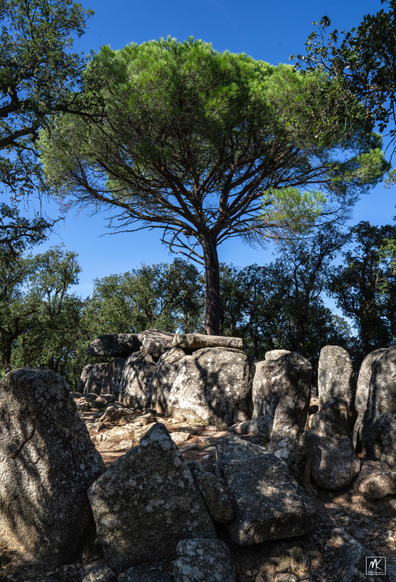 Color photo of a tall spreading pine tree above the large stones of Cova d'en Daina, a 4000+ year old megalithic dolmen. 