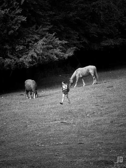 Fotografía en blanco y negro de una escena natural donde una excursionista camina por una ladera de hierba. La persona, aparentemente una mujer joven, lleva una mochila y pantalones cortos, y sostiene un objeto en su mano derecha. Está flanqueada por dos caballos que pastan tranquilamente: uno oscuro a su izquierda y otro más claro a su derecha, ambos con la cabeza agachada comiendo hierba. El terreno es una suave pendiente de pasto que asciende hacia un denso y oscuro bosque en la parte superior de la imagen, creando un fuerte contraste entre la hierba iluminada y las sombras profundas de los árboles.