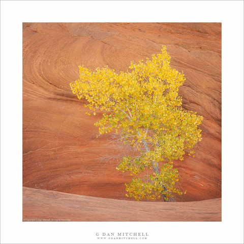 Cottonwood tree and sandstone.