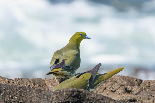 A photo of a White-bellied Green Pigeon. It is a green and yellow bird with a red eye and blue bill. It is standing on a large rock and there is ocean surf in the background. A second pigeon is obscured infront of it.
