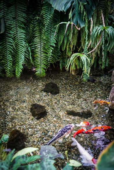A close-up photograph depicts a shallow, rocky stream bed with several koi fish visible in the clear water. The stream bed is covered in small, rounded stones of varying shades of gray and brown. Lush, green ferns and other foliage overhang the stream from both sides, partially obscuring the view of the upper portion of the image. Several koi fish swim near the bottom of the frame, displaying a variety of colors including white, orange, and black. The water appears calm and reflects some of the surrounding greenery, and the overall lighting is somewhat dim, creating a natural and serene atmosphere.

Provided by @altbot, generated privately and locally using Gemma3:27b