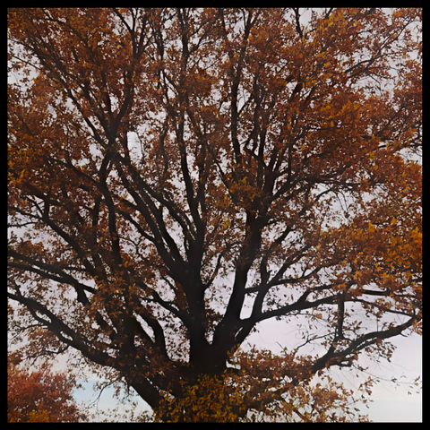 oranges Laub an einer Eiche, Blick in die Baumkrone