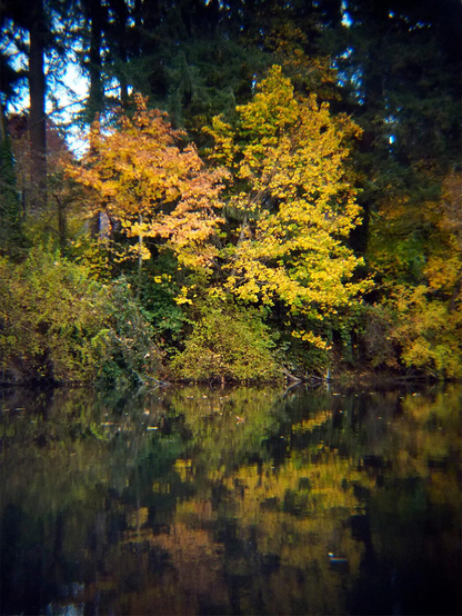 Two trees, with green and brown leaves, on the shore of a slow-moving river.