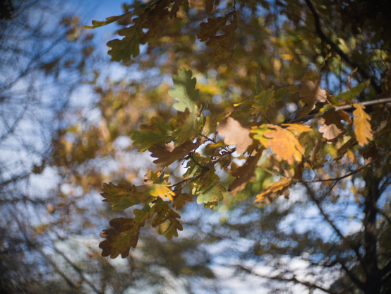 Yellow leafes with swirly background