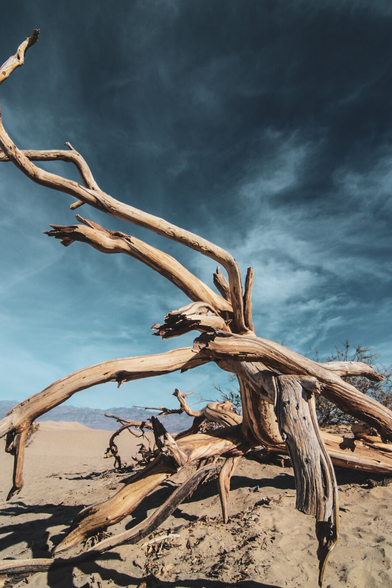 A large, weathered tree trunk with long, twisted branches lies on the sandy ground of a desert under a dramatic, dark blue sky. The dry wood’s pale color contrasts with the deep tones of the sky, and distant mountains can be seen along the horizon.