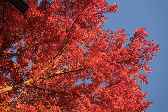 Bright red/orange leaves against blue sky