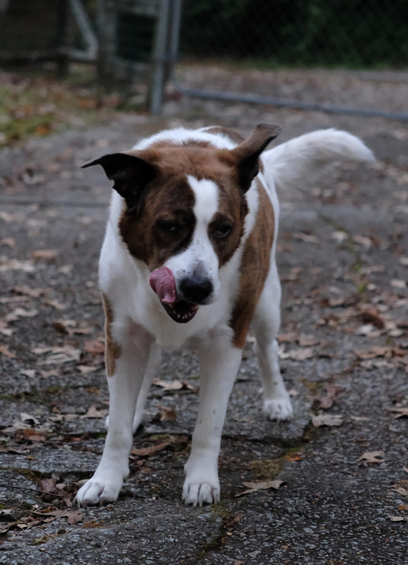 A white and brown dog standing in the driveway with fallen leaves with his tongue out and curled up.