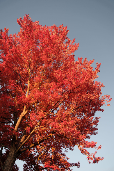Bright red/orange leaves against blue sky