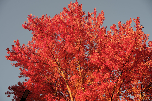 Bright red/orange leaves against blue sky