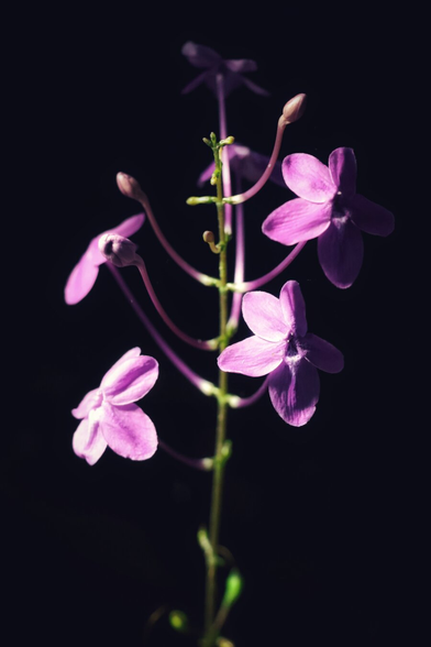 A close-up photograph of delicate, purple orchid-like flowers in bloom, set against a stark black background. The flowers, with their four distinct petals and slender, arching stems, exhibit soft gradients of lavender and deep violet. Some buds remain closed, while others are fully open, revealing intricate veining and a velvety texture. The lighting highlights the delicate structure and natural elegance of the blooms, creating a striking contrast with the dark backdrop.