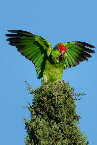 a brilliantly green bird with red face and yellow eyes flaps its wings