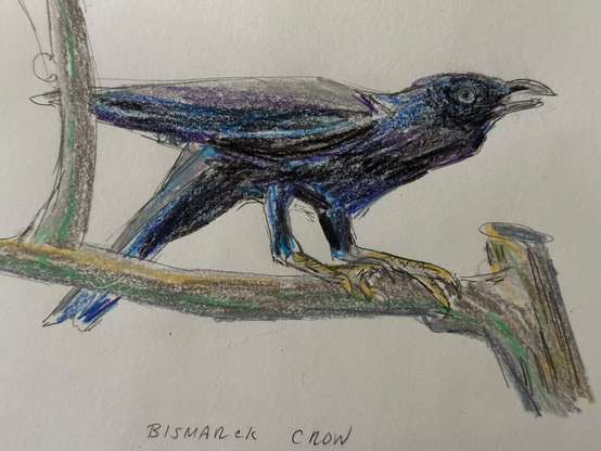 A funny looking crow with legs that seem too long for its body. It is stretching it's head forward in a display. Imagine it going CAW!