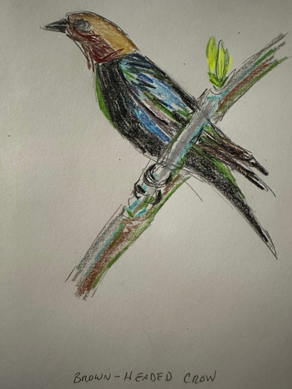 A crow shaped bird that looks like it's head has been replaced with that of a thrush. 