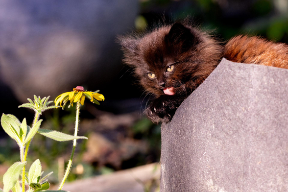 Your Daily Dose of Fluff 🐾

An earlier photo of Mina's kitten Frick.🥰