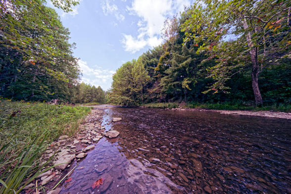 Water in the creek that fills the lower right looks almost chocolate,  to the left there is a close bank with stones and grass and big deciduous trees risin behind it,  there are tall trees on the other side of the creek too.