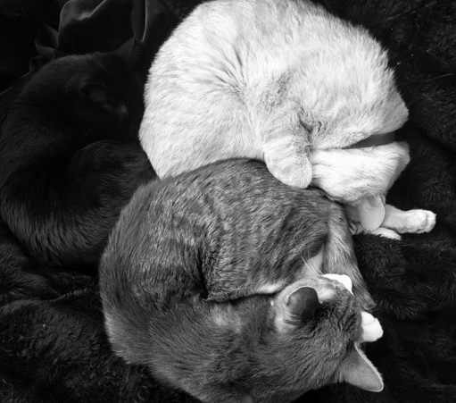 Three curled-up cats in a black and white photo. 
A black cat, named Brannagh, is in the background, a light grey cat, named Dara, is in the middle, and a light caramel cat, named Finn, is on top. 
All three cats are curled into a ball shape on a dark plum, fuzzy blanket. Finn is wearing a collar and has his face buried in his paws. 
Dara is partially visible, with his head and paws visible, and his body curled up. The Brannagh is only partially visible.