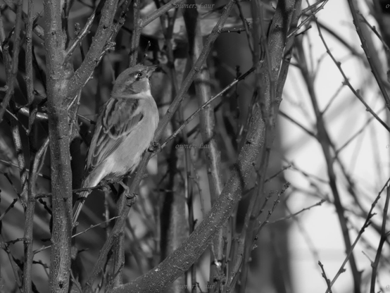 Bird, closeup, black and white, photo