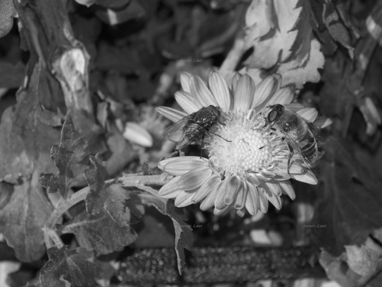 Insects, closeup, black and white, photo