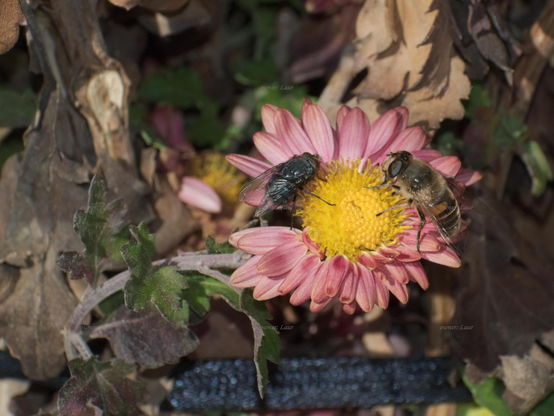 Insects, closeup, color, photo