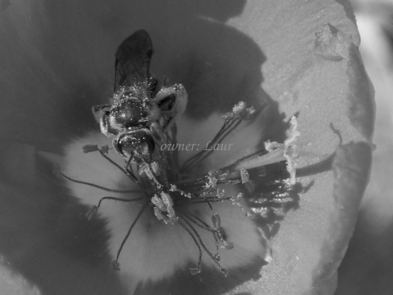 Insect, closeup, black and white, photo