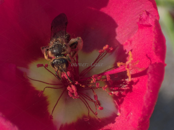 Insect, closeup, color, photo