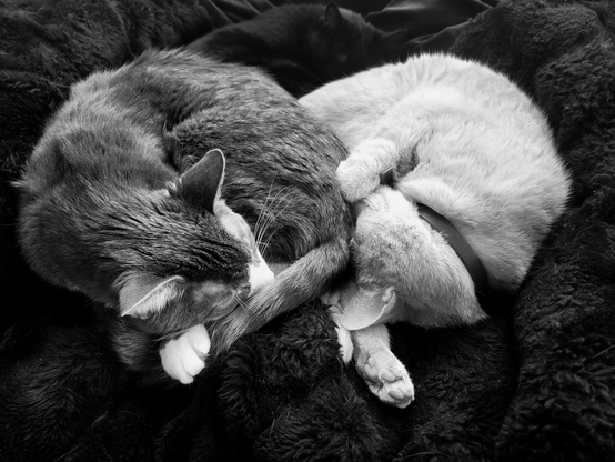 A Black and white photograph of three cats curled up together, intertwined on a dark, plush surface. The grey cat, Dara, is on the left, with white markings on his face and paws. The cat on the right, Finn, is a pale cream color. 
The third, Brannagh, is a wee black cat, partially visible in the background.