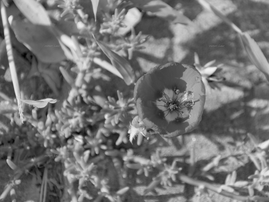 Flower, closeup, black and white, photo