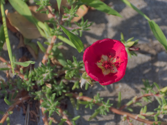Flower, closeup, color, photo