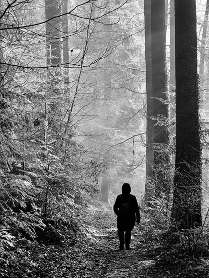 A person is walking on a forest trail.