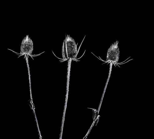Drei einzelnen große Disteln die mit Abstand nebeneinander stehen. Diese stehen vor einem komplett schwarzen Hintergrund. Das Foto ist in Schwarzweiss,