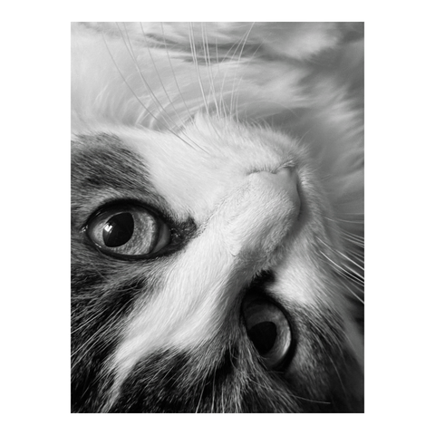 Close-up of a cat rolling over its back. (Version françæ) Grox plan sur læ tête d’æn chax qui se roule sur læ dos.