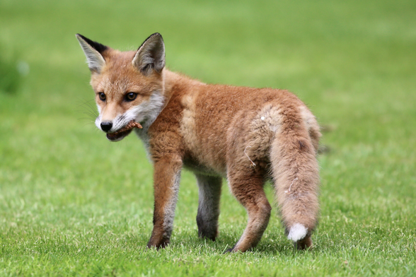 This is a photo of a young fox cub on a lawn. The little fox has some food in its  mouth and looks almost like a teddy bear.
Very sweet.
The cub is quite alert and looks in the distance. Rusty coloured with a white tip at his tail.