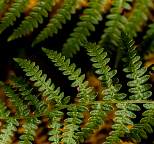 Detalle de un helecho