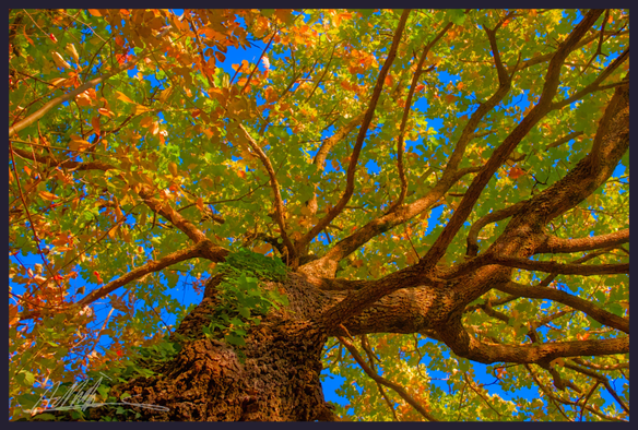 Looking up into the spreading branches of a thick trunked oak tree, its foliage is turning to autumn colours of yellow and orange and the sky seen through the branches is azure
