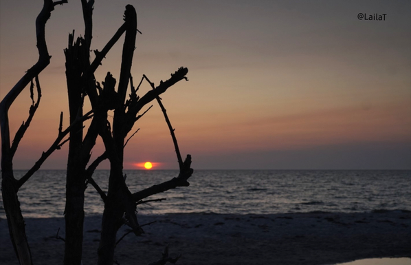 Die tiefstehende Sonne, kurz vor dem Verschwinden am Horizont, steht über der Ostsee. Der Himmel ist von rotorangen Pastelltönen durchzogen. Zu sehen ist die Sonne durch das Geäst eines kahlen Baumes, der am Strand steht.