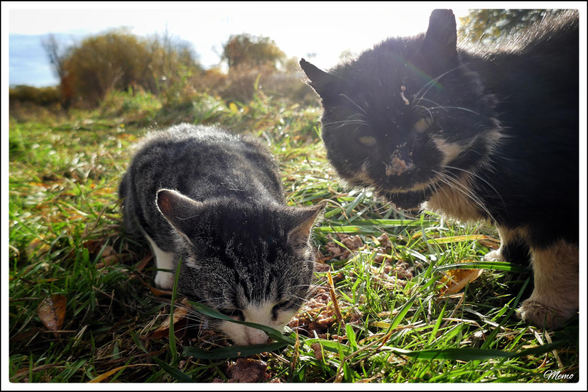 Bildbeschreibung: 
Die Moorkatzen beim Fressen.