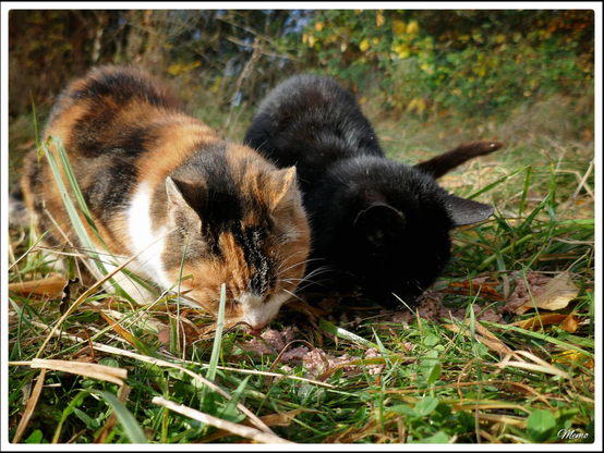 Bildbeschreibung: 
Die Moorkatzen beim Fressen.